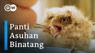 Rumah Penampungan Binatang Buruan di Belize Berjuang Hadapi Pandemi