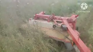 Кошу суданку в дождь на свое День Рождения!