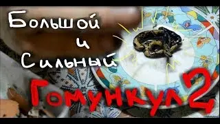 2 ЧАСТЬ|Как вырастить большого и сильного ГОМУНКУЛА (Homunculus)
