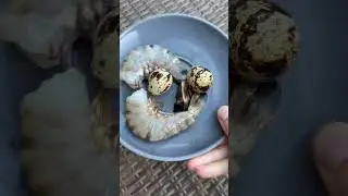 What Do Pet Otters Eat?