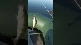 окунь на селикон