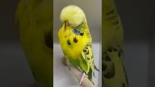 Best recesive pied show budgie? White or yellow series? #budgie #budgies #muhabbetkuşu #muhabet