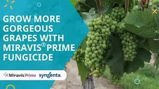 Grow more gorgeous grapes with Miravis® Prime fungicide