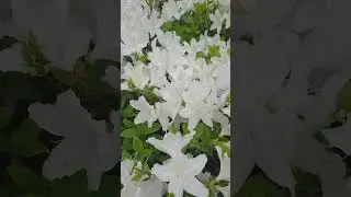 Amazing Flowers in South Korea 