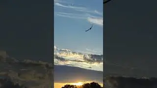 1 сентября 2024 🕊️ #птицы / September 1, 2024 🕊️ #birds