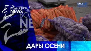 Сезон осенних ярмарок открыт. В Волковыске прошла традиционная первая сельскохозяйственная ярмарка
