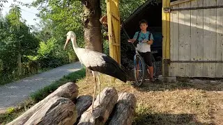 Am prins pește pentru barza noastră
