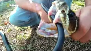 РЕАЛЬНО ПОРАЖАЕТ МЁРТВАЯ ГОЛОВА ЗМЕИ! ВИДЕО С INSTAGRAMA ПРИКОЛЬНЫЕ И ЗАЛИПАТЕЛЬНЫЕ И СМЕШНЫЕ
