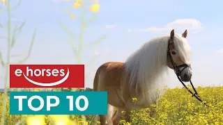 Top 10 Haflinger Horses