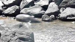 Monk Seal at Launiupoko Park