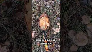 Полянка из 30 рыжиков! Сегодня, 14.12.23! Юг рулит