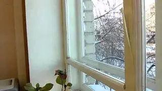 Хищник в городе.