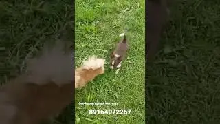 щенки чихуахуа
