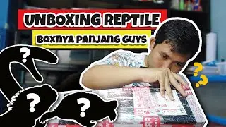 unboxing reptile 
