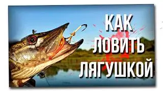 How to catch a frog? 🐸