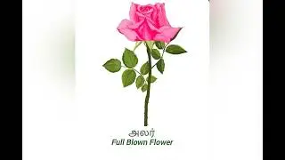 7 stages of flowers/பூவின் 7 நிலைகள்