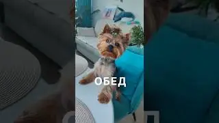 #обед #обеддлявсейсемьи #стейк #салат #собака #йорк #еда #едаялюблютебя #худеемвместе  #вкусно