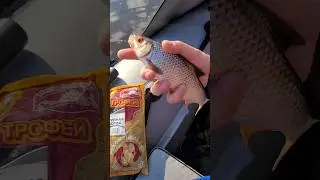 Крупная,шершавая Ладожская плотва//#teamправильнаяподсечка#shorts