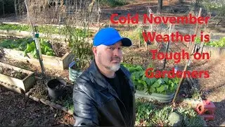 Happy Thanksgiving, Cold November Sucks to Garden, Weeks 46 and 47