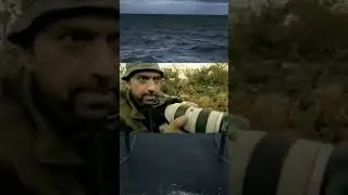 В мире животных