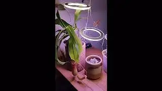 Small LED Plant Grow Light - Home Full Spectrum Grow Light #shorts