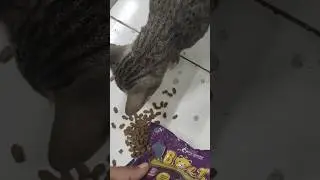sini makan pus. #shorts #cat #catlover #catcat #kitten #sayangikucing #pedulikucing