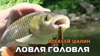 Алексей Шанин - ловля Краснодарского Головля
