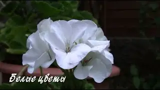Белые цветы.  Дачные картинки 2022.