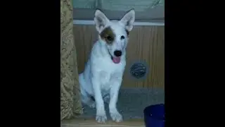 RV Lady An Older Video 2.28.18 - Carpet Hack for animals!