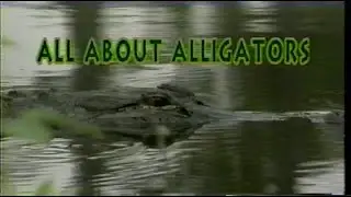 All About Alligators | VHS