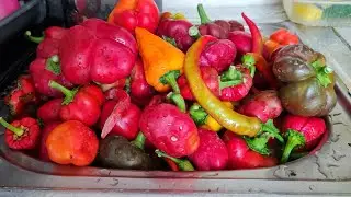 Bell Pepper and Chilli Pepper Harvest.