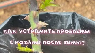 Как устранить проблемы с розами после зимы? Питомник растений Е. Иващенко