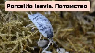 Размножились мокрицы коровки Porcellio laevis ! #isopods