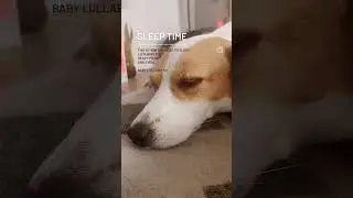 Meet Zoey. The dog that sleeps during everything 😅 #doglover #dog #everyday #annimal