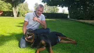 ROTTWEILER MØDER 2 HANHUNDE I onlinehund.dk 🐾