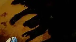 Anger a štěnátka