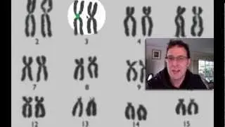 Karyotypes and Monohybrid Crosses