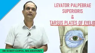 LEVATOR PALPEBRAE SUPERIORIS | TARSUS | Superior Tarsal Muscle | Ptosis |