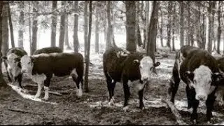MrMooo Wildlife Documentation - Hypixel VIP Rank Giveaway