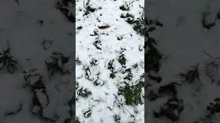 Первый снег в сосновом бору