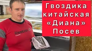 Гвоздика китайская «Диана». Посев