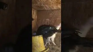 Два индюшонка подростка уехали