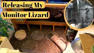 Rebuilding The Reptile Shed