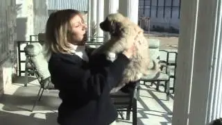 Kuchi Dog Adoption in Afghanistan