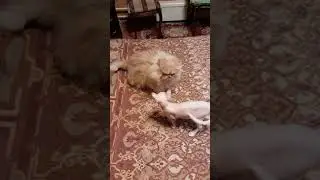 Сеня и Кузя
