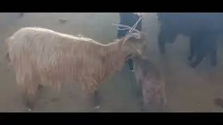 Tajikistan молбозори ш Вахдат 15 03 2024