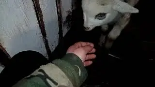 Царек и не меньше!