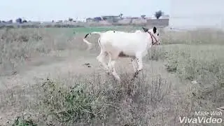 Dandan na shoqeen sohil mushtaq