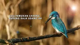 di Mana⁉️ Sarang Burung Raja Udang WP ~ VLOG #5