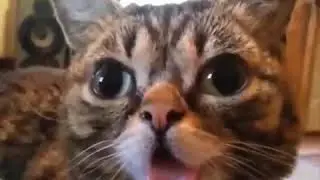 Приколы я смеялся до.........!